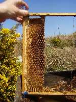 Cutting out old comb with honey is a messy business.