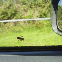 Small solitary bees are difficult to see