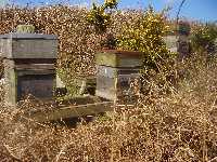 We put hives together in pairs on a timber and block stand.