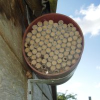 Red mason bees were very active in 2008.