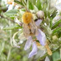 Golden bumblebees are less common.