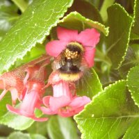 Commensal mites are helpful to the bumblebee
