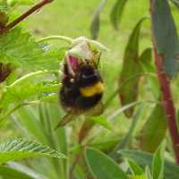 Bumblebees are common in West Cornwall