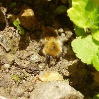 Bumblebees often rest on the ground.