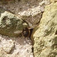 The black solitary bee looks like a bumblebee and lives in walls.