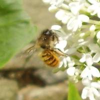 The tawny mining bee belongs to the andrena family.