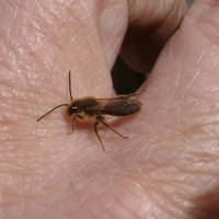 This solitary bee had just hatched.